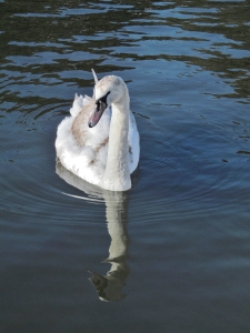 A swan, one of many on Canoe Lake...